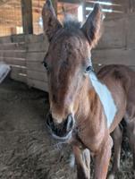 One more Chincoteague foal in 2025