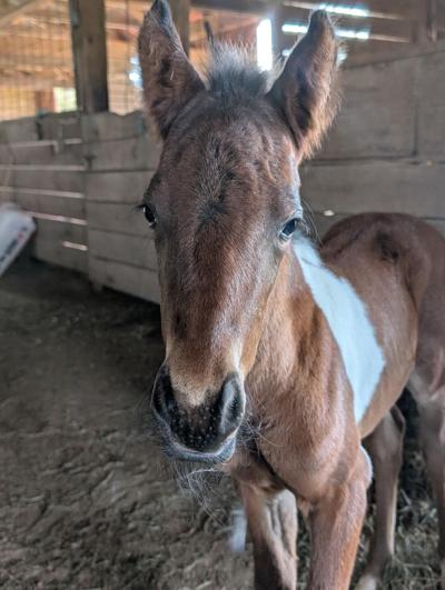 20215 chinco foal 103