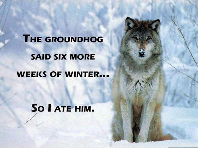 groundhog day wolf