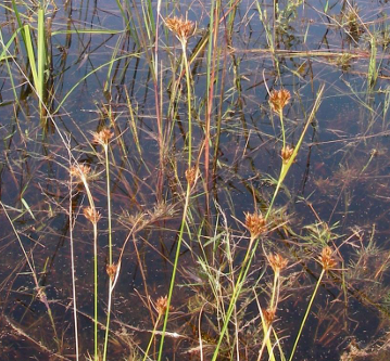 Mid-Atlantic Beaksedge (Rhynchospora mesoatlantica)