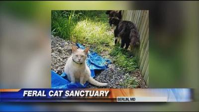 Feral Cat Sanctuary Opening in Worcester County