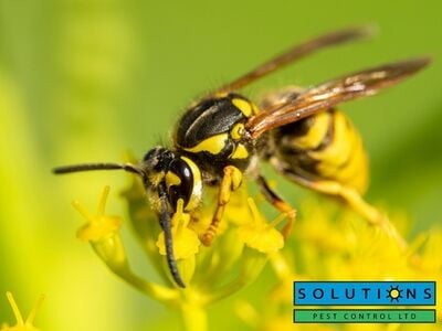 Solutions Pest Control Shares Practical Ways to Reduce Pest Activity Around West Vancouver, BC Homes