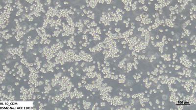 Reducing animal suffering in cancer research with FBS-free cell culture models
