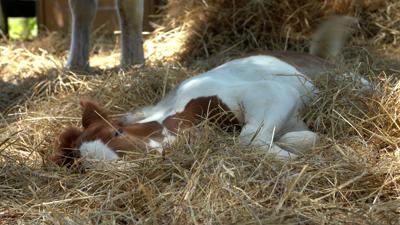 Sleepy Pony