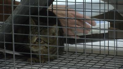 Dorchester County Neighbors, Veterinarians Work to Control Feral Cat Population