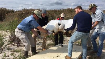 Whale Skull Recovered from Pickering Beach in Kent County