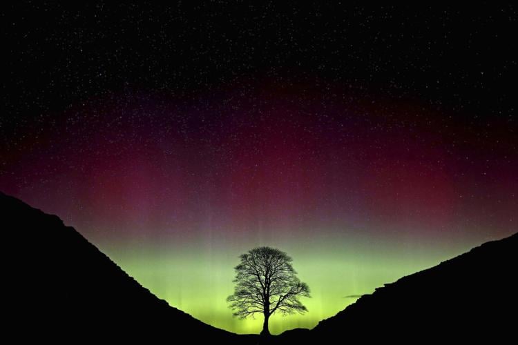 Britain-Sycamore Gap Tree Trial