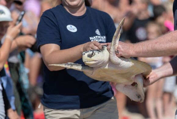 Kemp's Ridley Sea Turtle  National Wildlife Federation