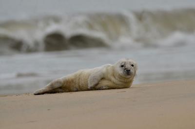 Cape Henlopen Seal Rescue