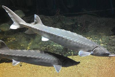 sturgeon,noaa