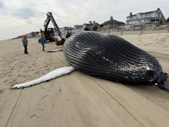 Bethany Beach whale