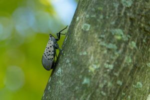 Adult-Spotted-Lanternfly-on-Maple-Tree-300×200