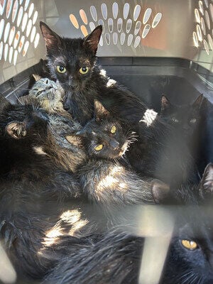 Alley Cat Allies Offers $10,000 Reward for Information on Cats Sealed in Bins and Abandoned in San Antonio