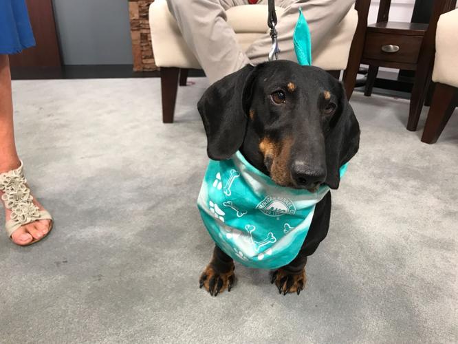 41509696_2204744769764381_6756270344459255808_n