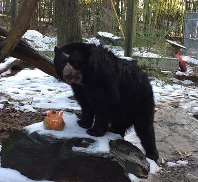 Salisbury Zoo's Andean Bears Celebrate Birthdays