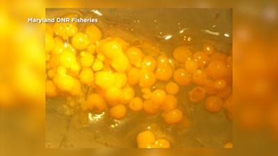 Chesapeake Channa Eggs