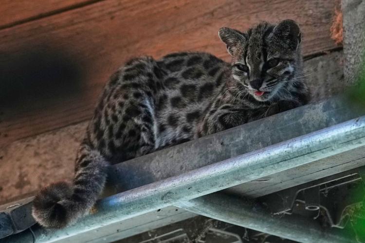 Bolivia New Cat Species