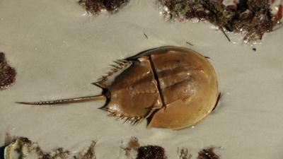 Commercial Horseshoe Crab Fishery in Del. to Close July 9