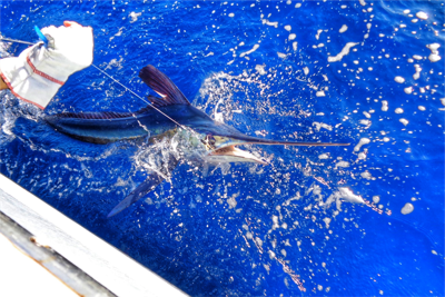 White Marlin