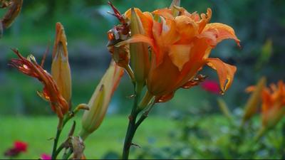 Travels With Charlie: Daylily 2020