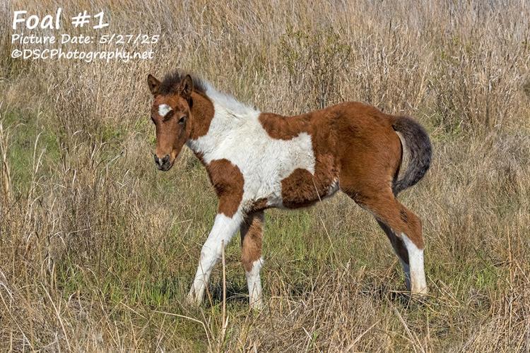 Foal #1