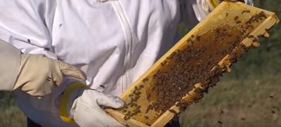 help-the-delmarva-bee-population-youtube