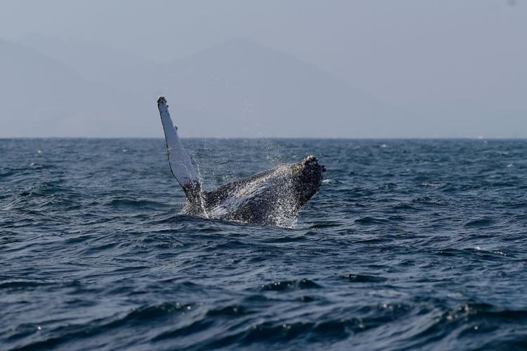 Brazil Humpback Whales