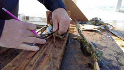 DNR Measures Crab
