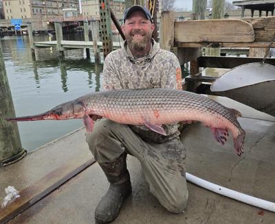 Longnose Gar