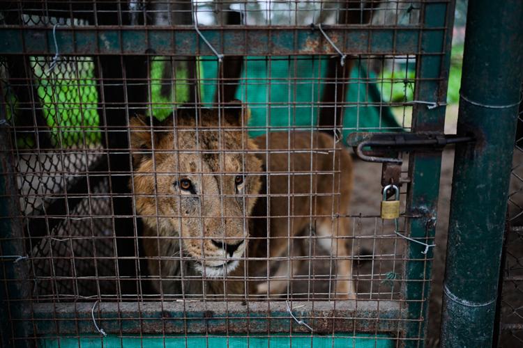 Argentina Big Cats