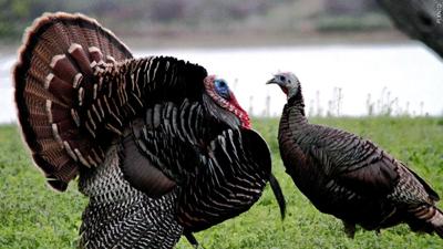 Eastern Neck National Wildlife Refuge Announces 2024 Youth Turkey Hunt