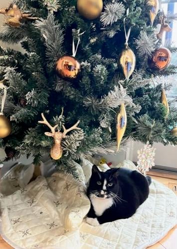 Susanne Truitt's tree in Rehoboth Beach, Del.
