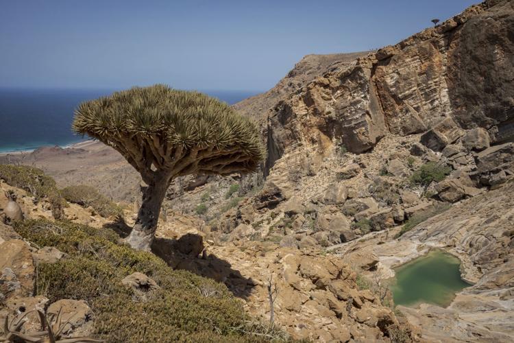 APTOPIX Climate Yemen Dragons Blood Trees