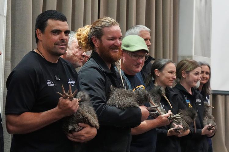 New Zealand Kiwi Birds
