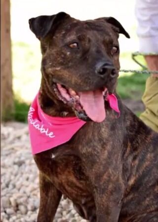 Pet Connect   Friday  January 23  2015   YouTube3