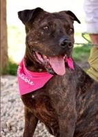 Pet Connect   Friday  January 23  2015   YouTube3