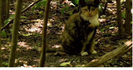 Cat Home Destruction in Millsboro - Vimarsana News