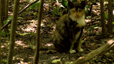 Cat in Colony