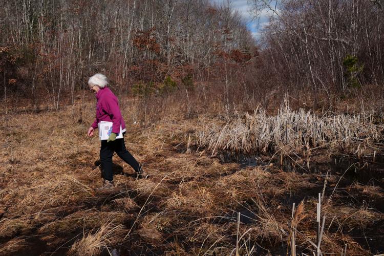 Climate Cranberry Bog Restoration
