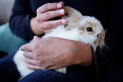 Rabbit Boarding Tips for Vacation Season: Advice From Downers Grove Specialists