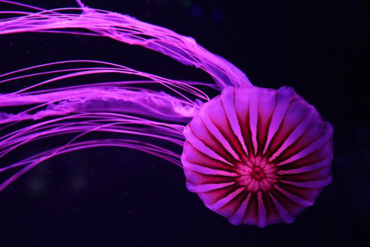 APTOPIX Florida Jellyfish Museum