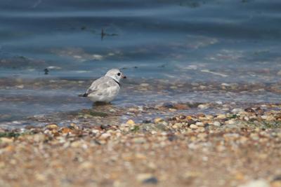 Piping Plover Nomad