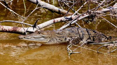 Louisiana Tour Company Explains What Visitors May Notice in the Swamp During Rainy Periods