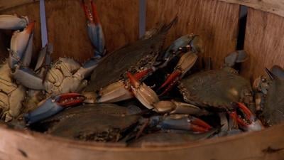 Crab Feast Season May Be Over, But Crab Houses Say Now Is The Time To Buy