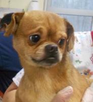 Pet Connect   Friday  January 23  2015   YouTube5