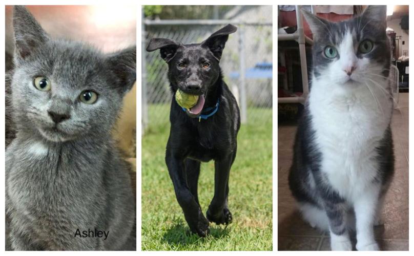 Pet Connect – August 23, 2019