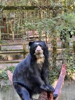 Former Salisbury Zoo Andean Bear Chaska Thriving in Louisiana