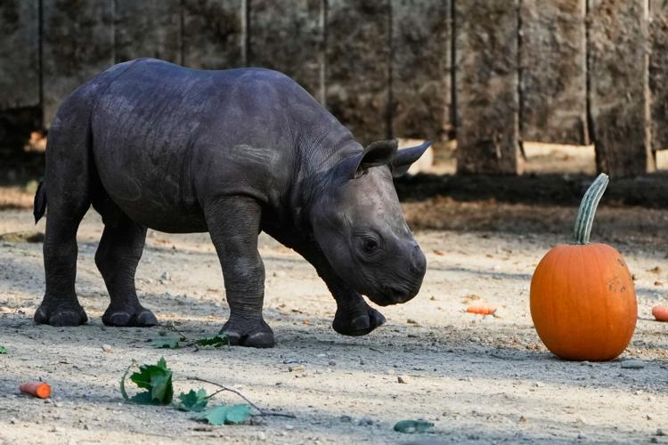 Rhino-Calf-Cleveland-Zoo