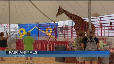 Delaware State Fair Showcases Majestic Animals