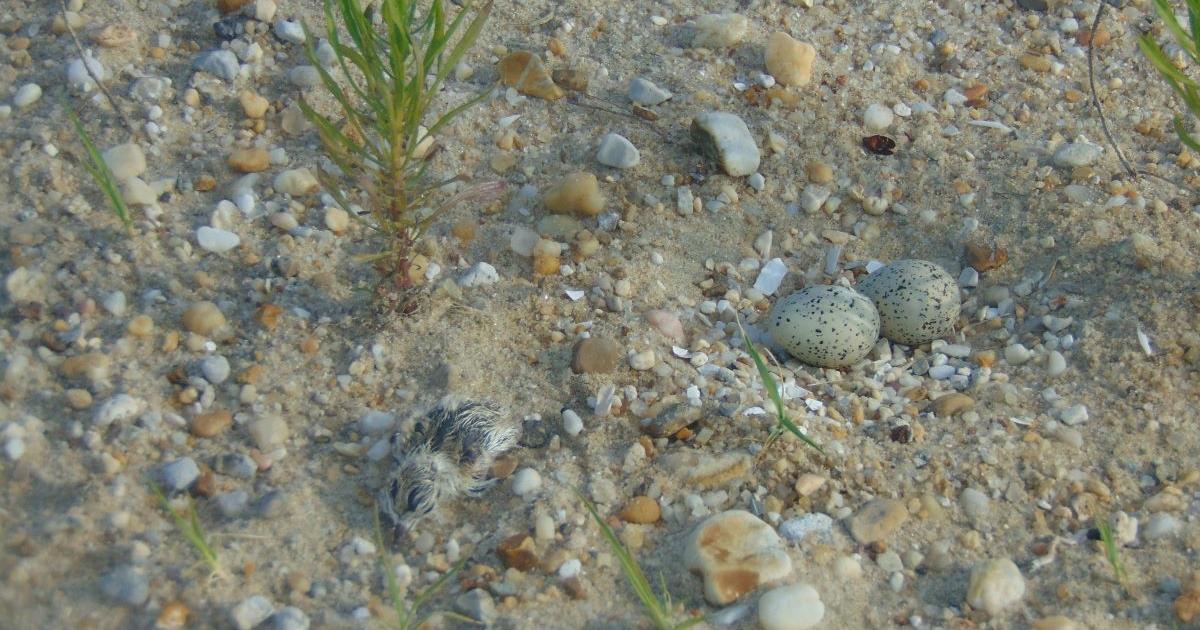DNREC celebrates shore bird nesting successes in 2026